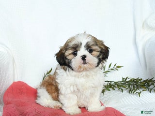Shih Tzu dogs Lincoln - Ad 34