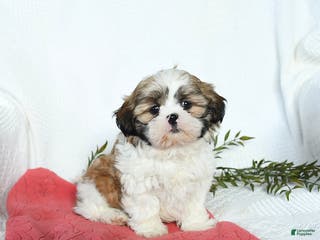 Shih Tzu dogs Lincoln - Ad 35
