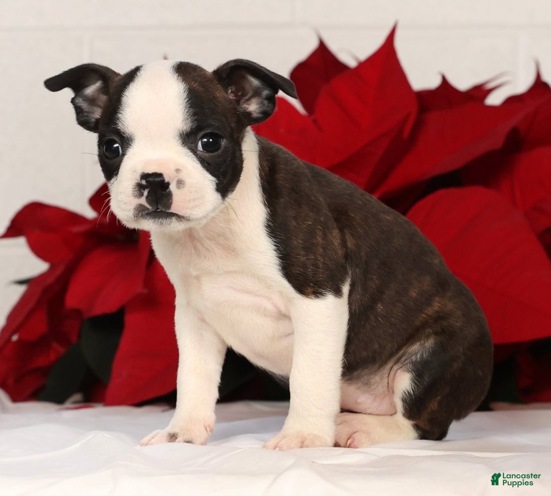 Boston Terrier dogs for sale: Susie - Ad 5