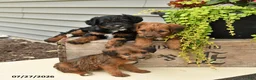 Jackapoo dogs for sale: Jill - Ad 5