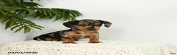 Miniature Dachshund dogs for sale: Jackie - Ad 5
