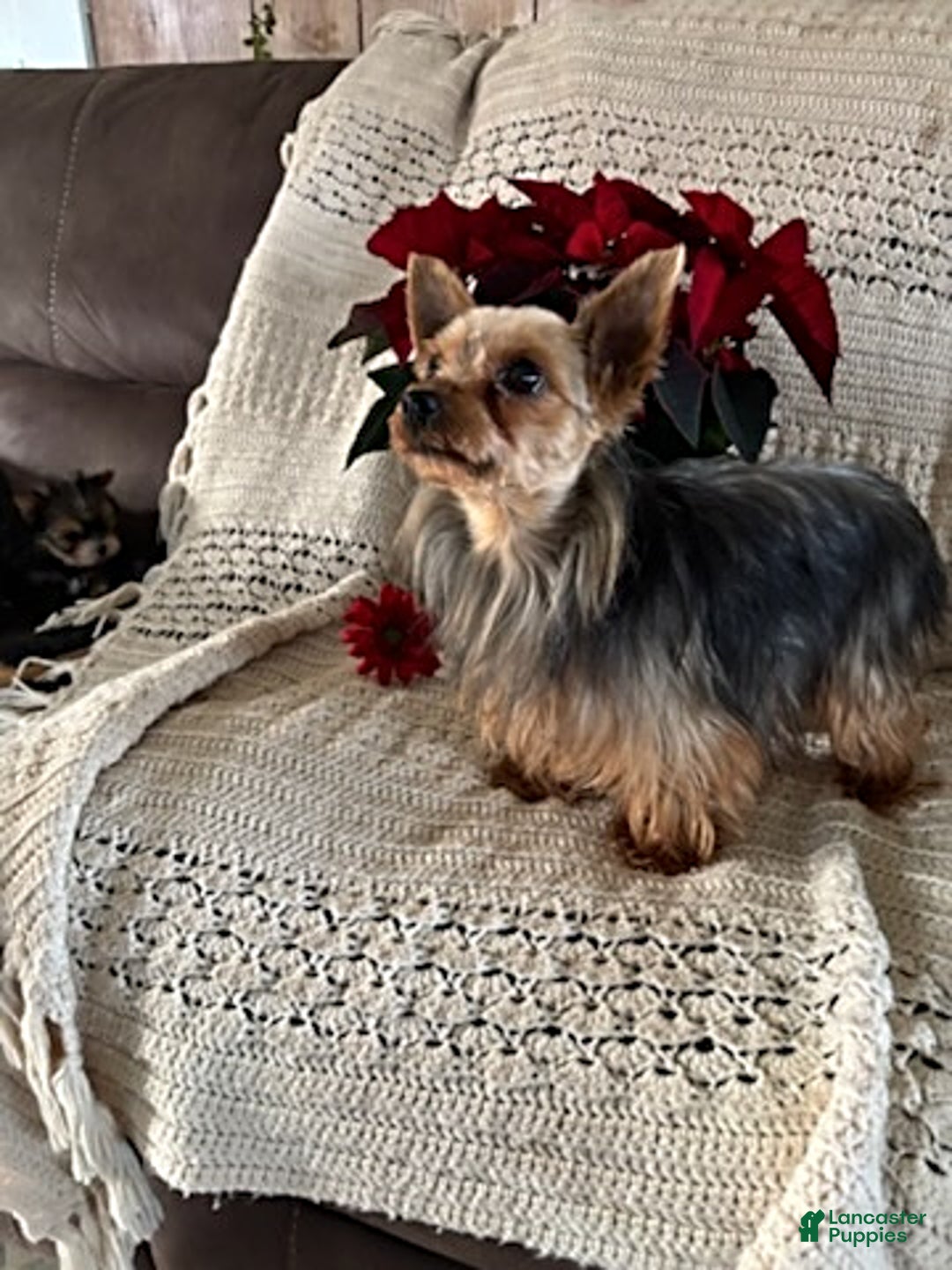 Yorkshire Terrier dogs for sale: Cody - Ad 2