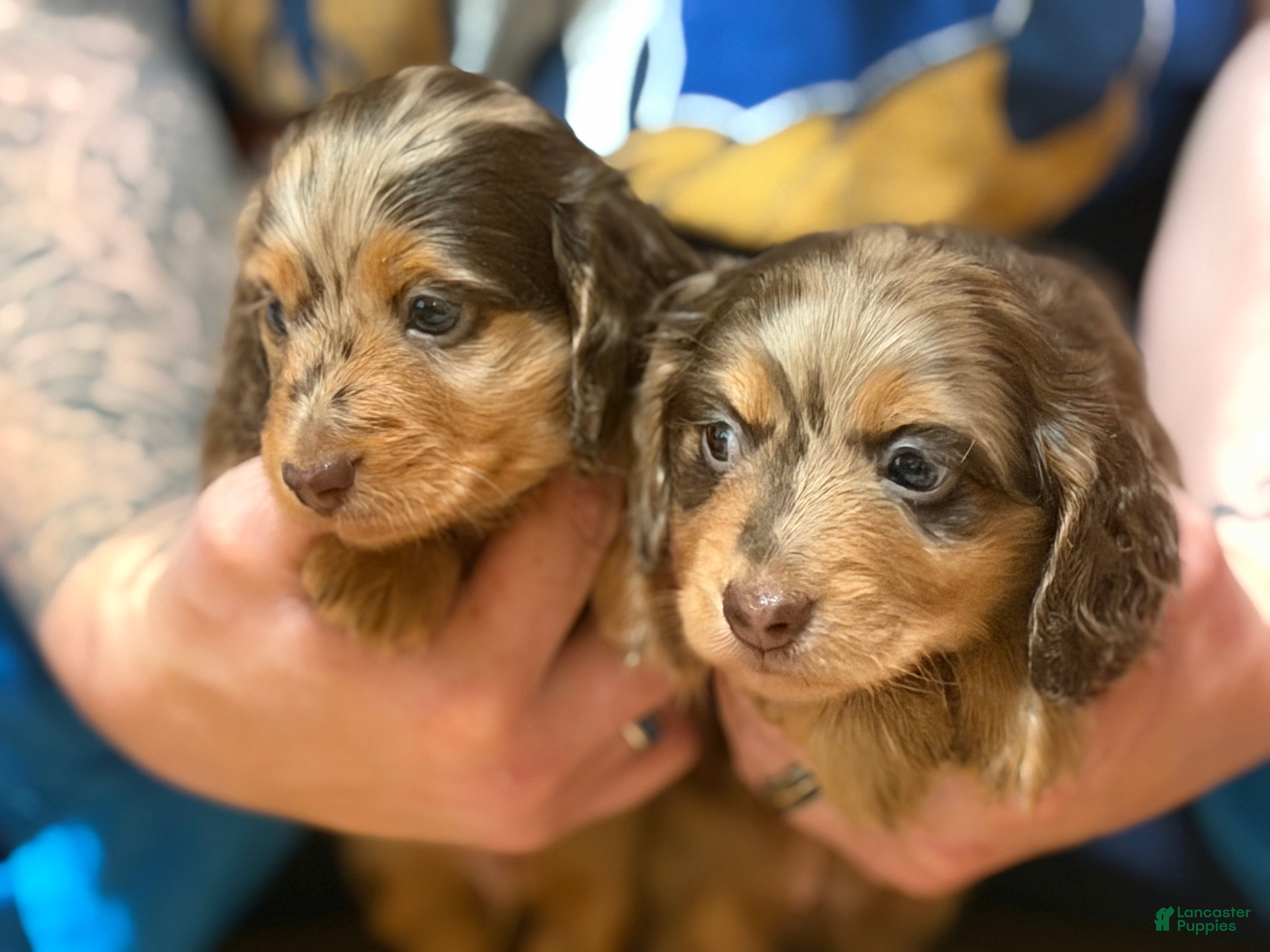 Miniature Dachshund dogs AKC pra clear import - Ad 15
