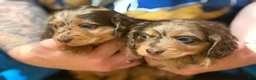 Miniature Dachshund dogs for sale: AKC pra clear import - Ad 1