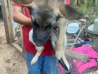 German Shepherd dogs German Shepherd 4 - Ad 22