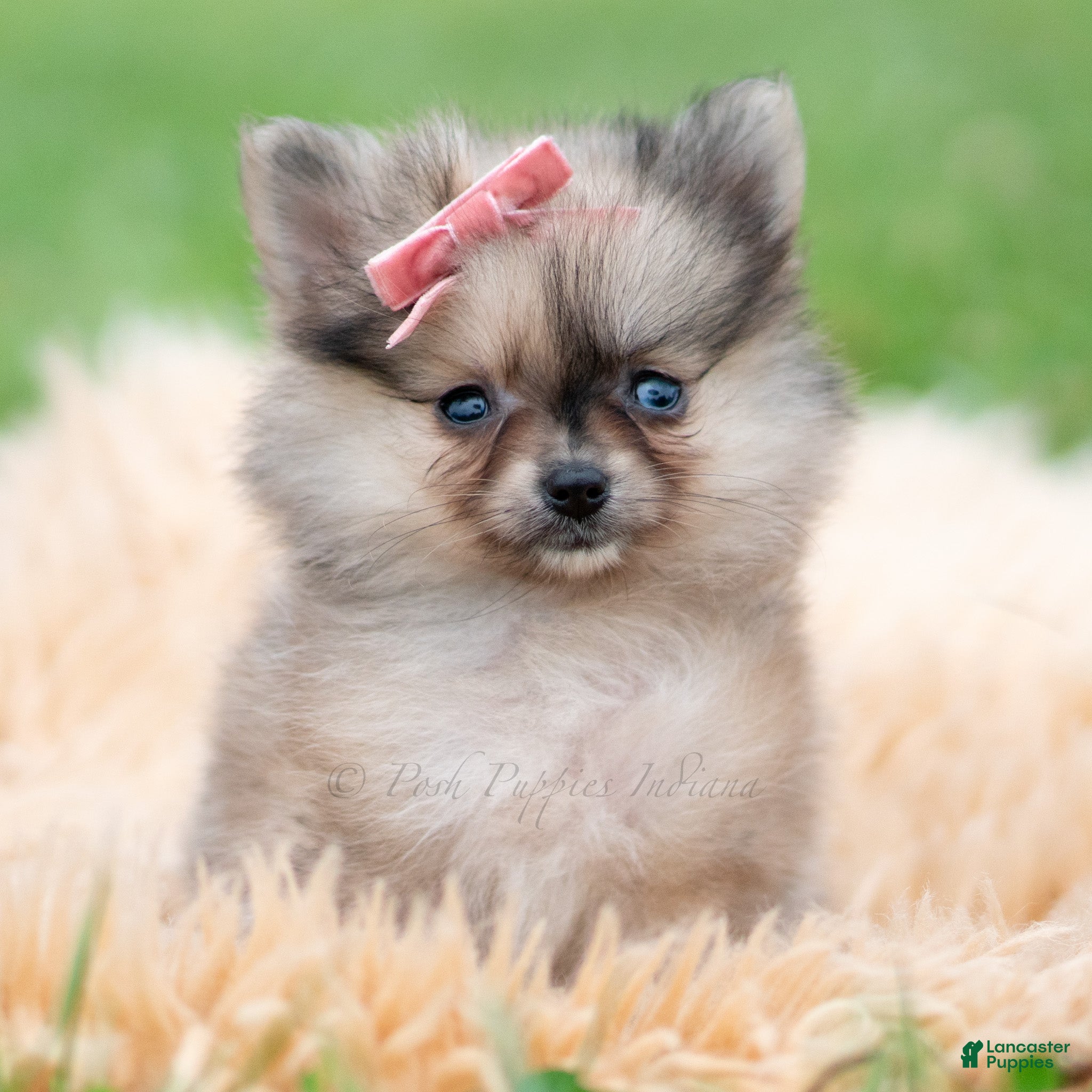 Pomeranian dogs Julia - Ad 24