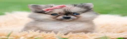 Pomeranian dogs for sale: Julia - Ad 4