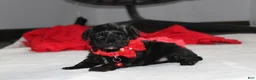 Yorkiepoo dogs for sale: River - Ad 4