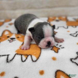 Boston Terrier dogs for sale: Male 3 - Ad 2
