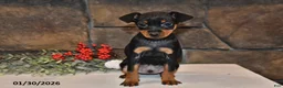 Miniature Pinscher dogs for sale: Archie - Ad 5