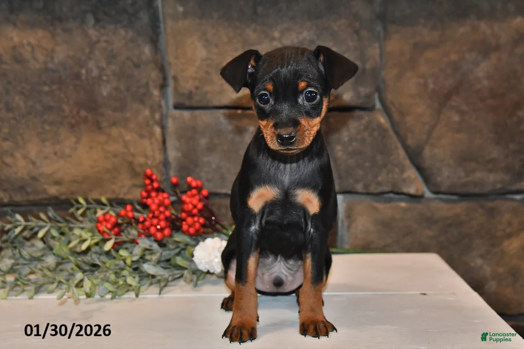Miniature Pinscher dogs for sale: Archie - Ad 5