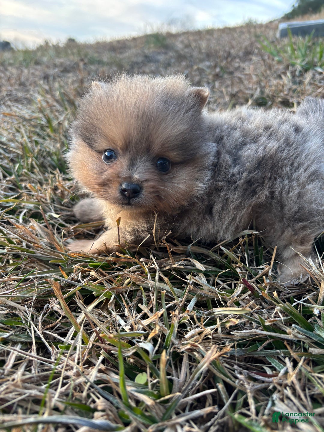 Pomeranian dogs for sale: Merle boy  - Ad 2