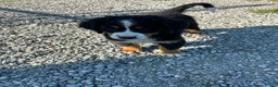 Bernese Mountain Dog dogs for sale: Primrose - Ad 4