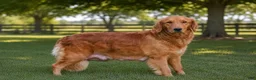 Golden Retriever dogs for sale: Kayson - Ad 3