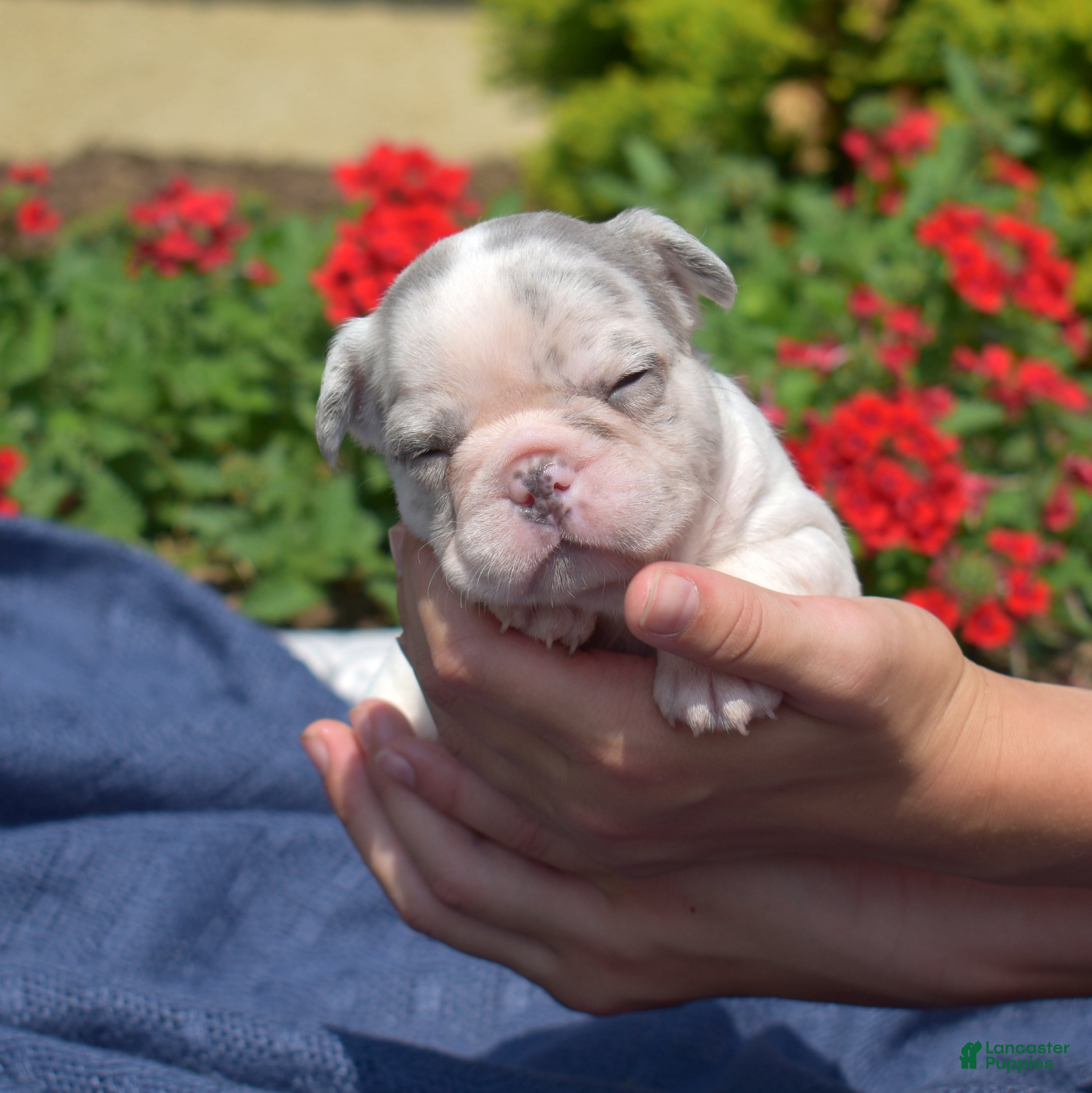 French Bulldog dogs Parmesan - Ad 1
