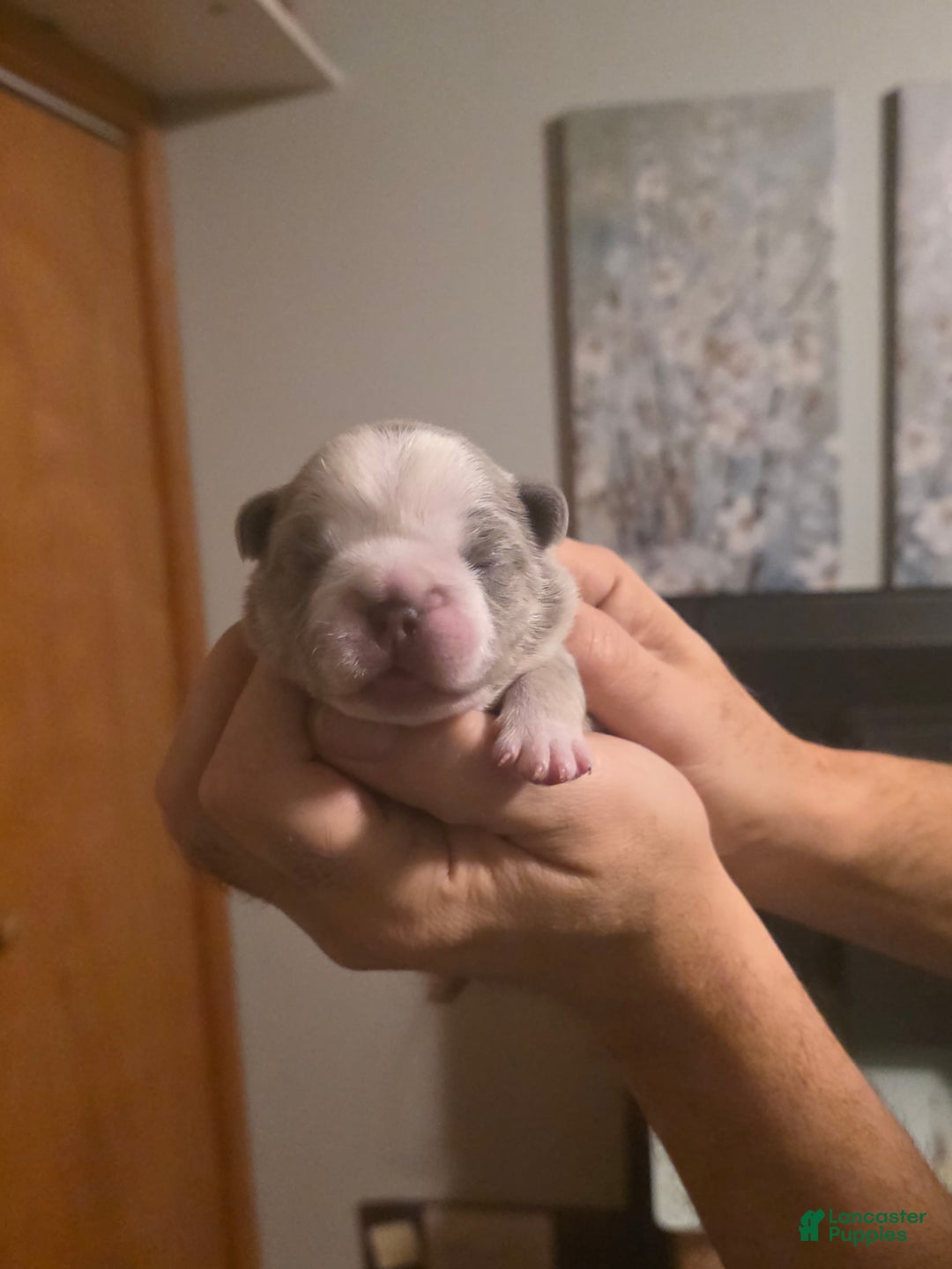 French Bulldog dogs for sale: Olaf – Lilac Big Rope French Bulldog with Panda Husky Pattern, carries pink and fluffy - Ad 10