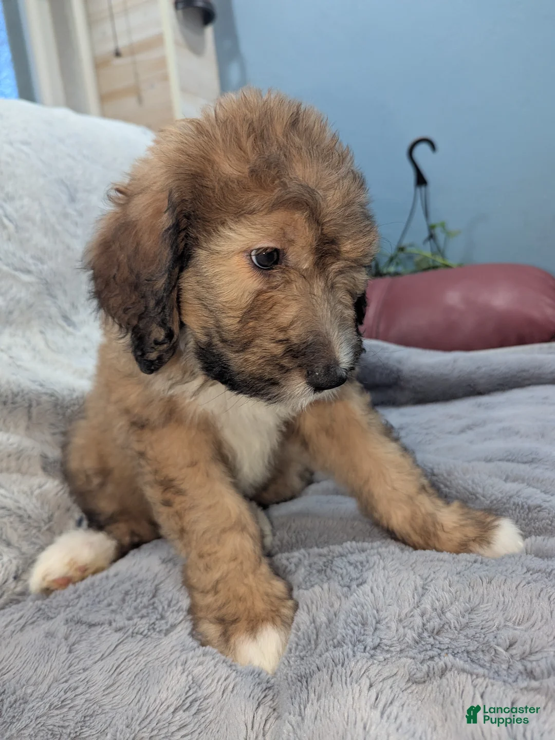 Mixed Breed dogs for sale: Carmon - Ad 3