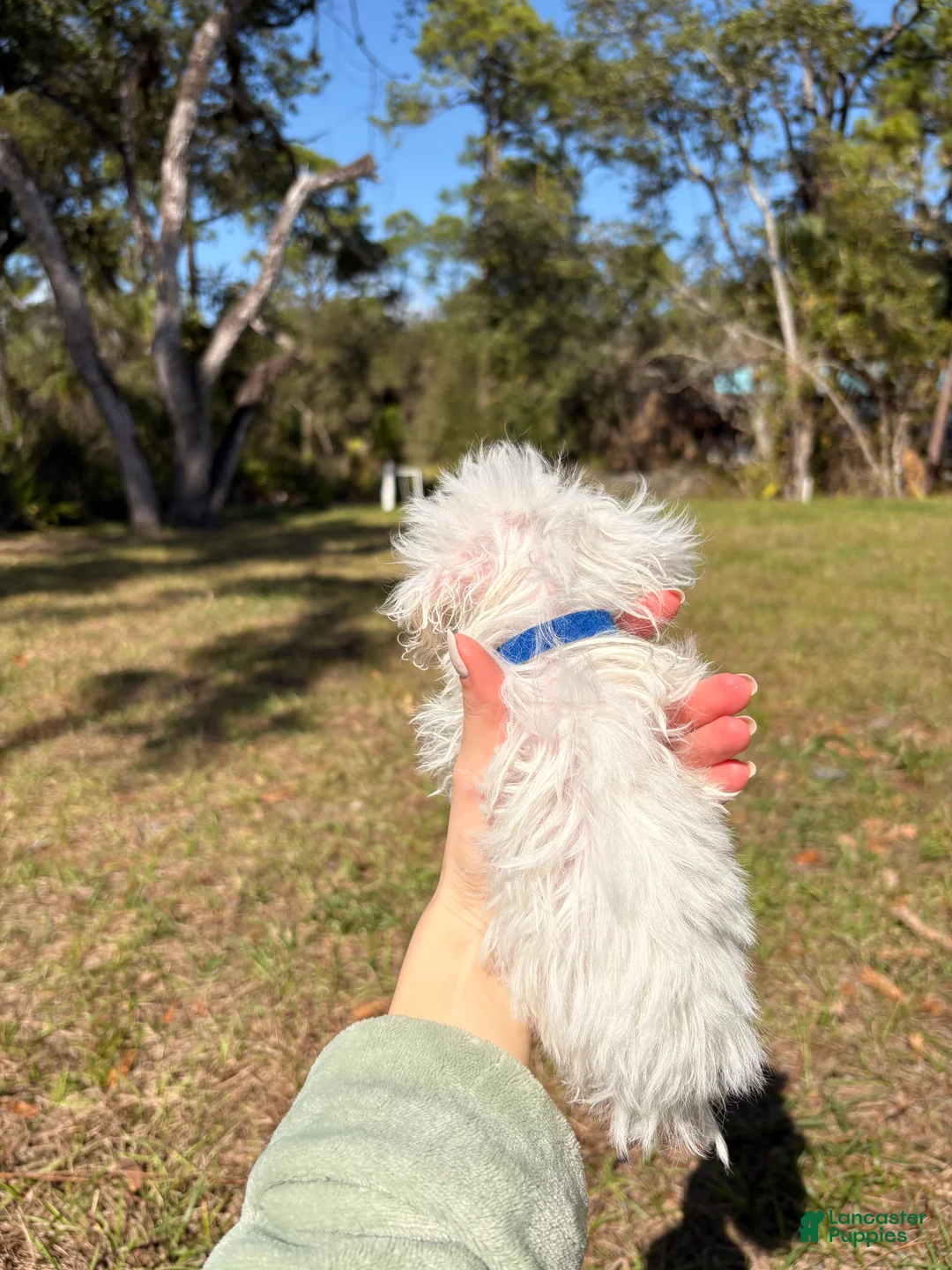 Maltipoo dogs for sale: Bentley maltipoo - Ad 3