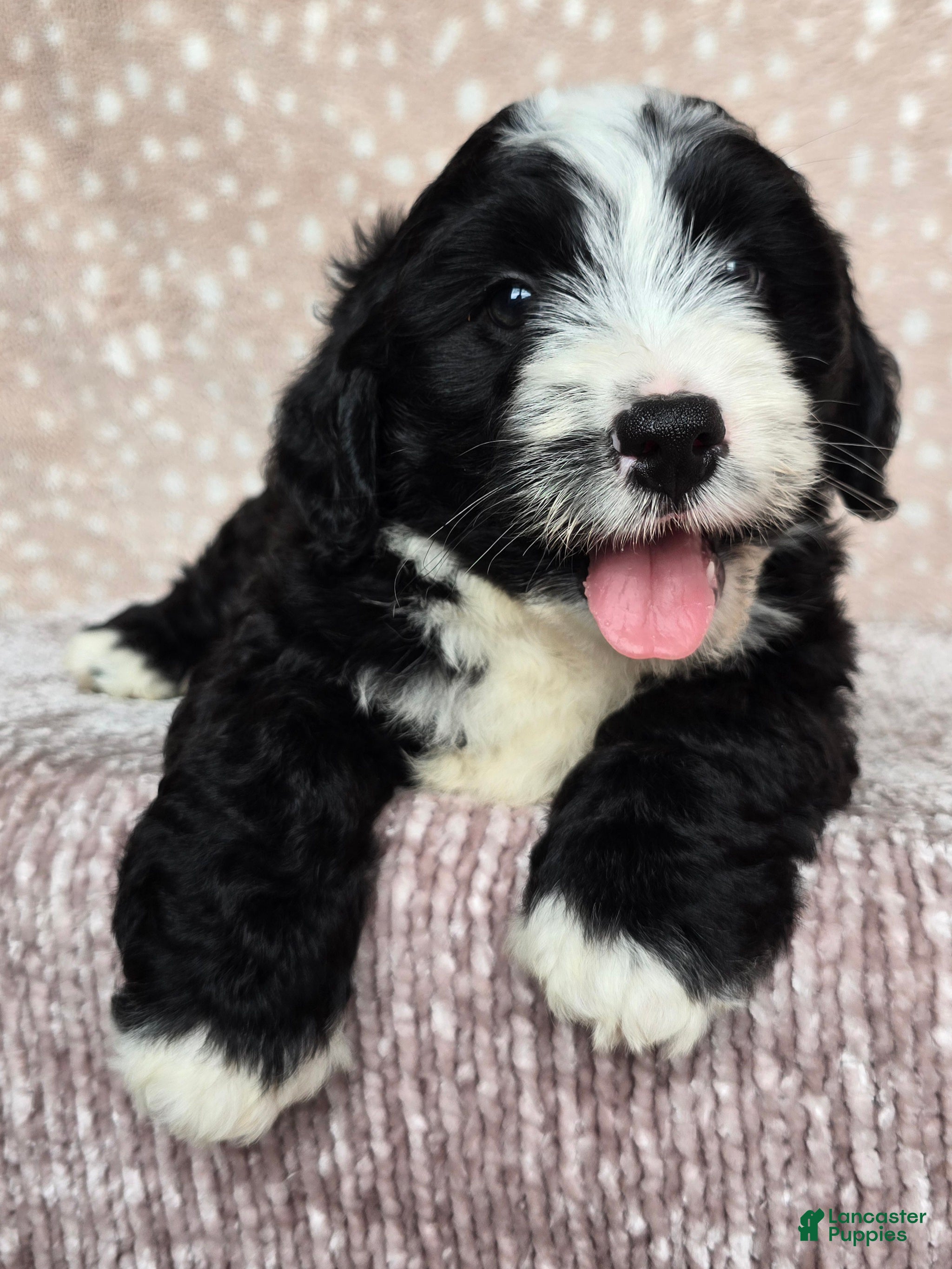 Mini Bernedoodle dogs Mini Boots - Ad 2