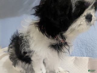 Shih Tzu dogs Serafina AKC Imperial Shih Tzu - Ad 1