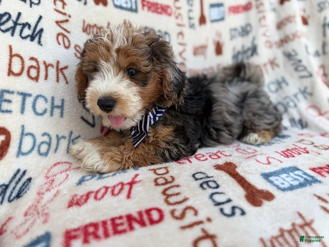 Mini Aussiedoodle dogs for sale: Otto - Ad 10