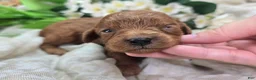 Cavapoo dogs for sale: Firefly - Ad 4
