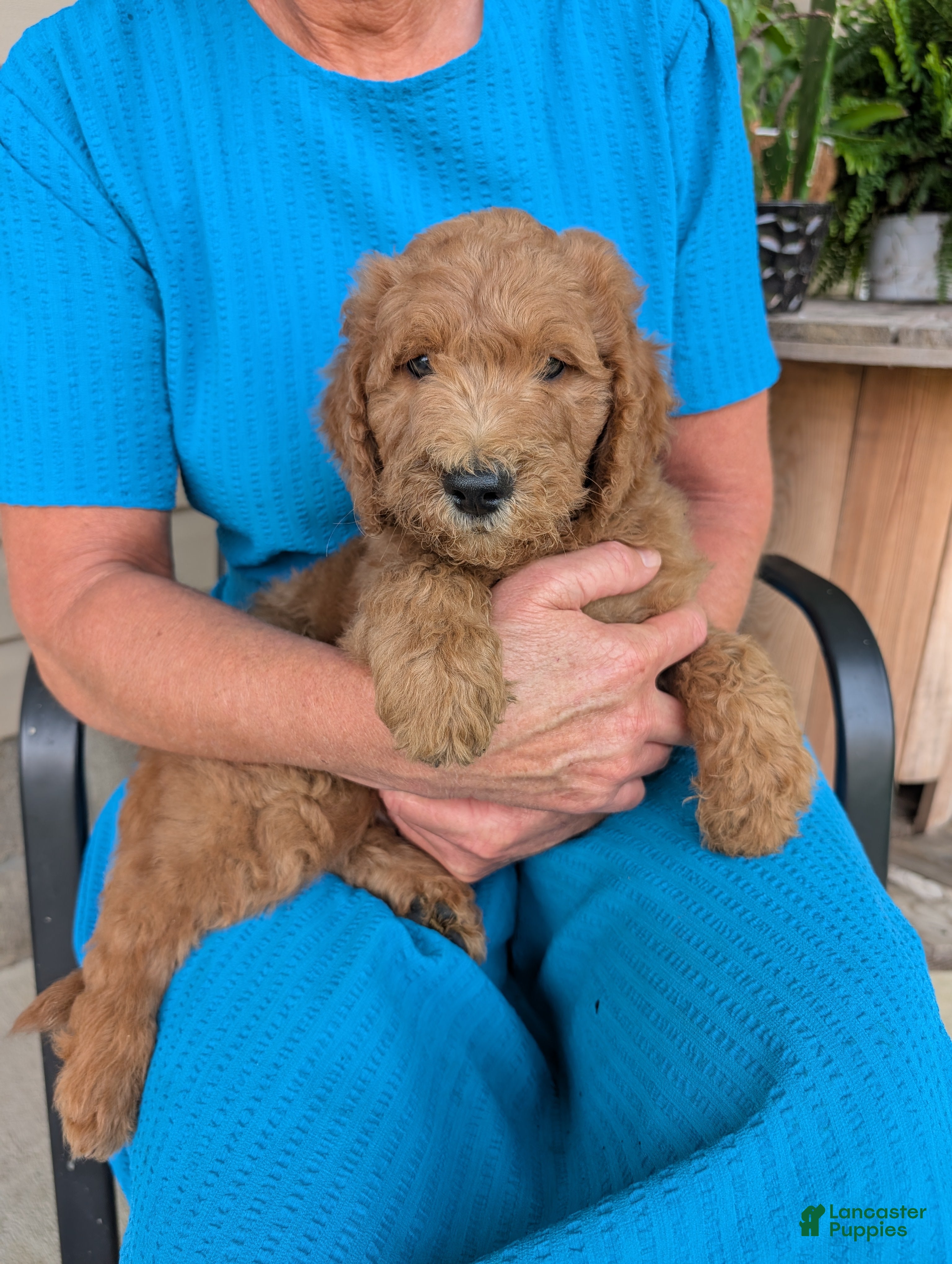 Goldendoodle dogs Lincoln  - Ad 2