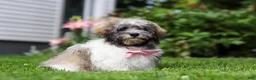 Havanese dogs for sale: Susie - Ad 4
