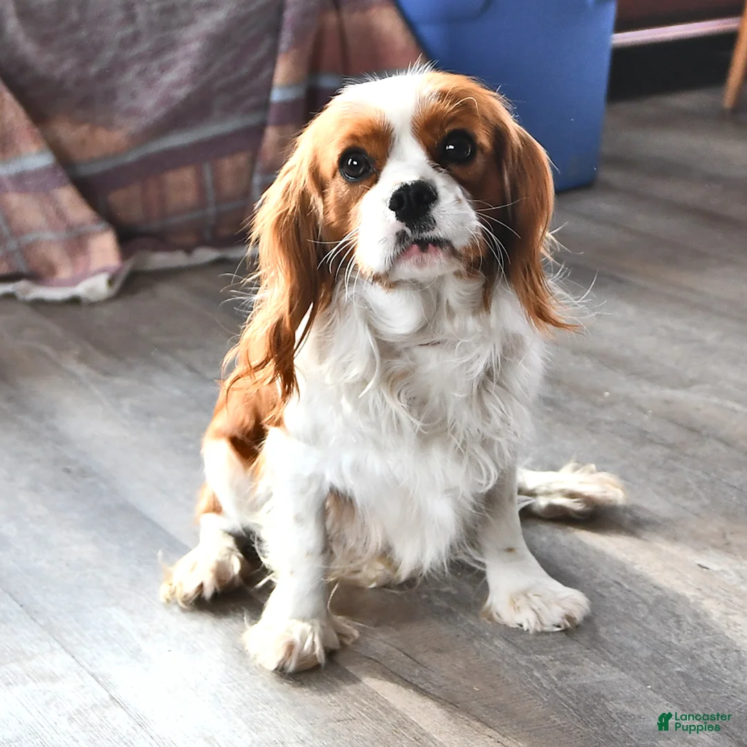 Cavalier King Charles Spaniel dogs for sale: Barbie - Ad 5
