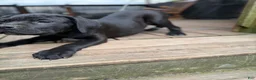 Cane Corso dogs for sale: BMO - Ad 2