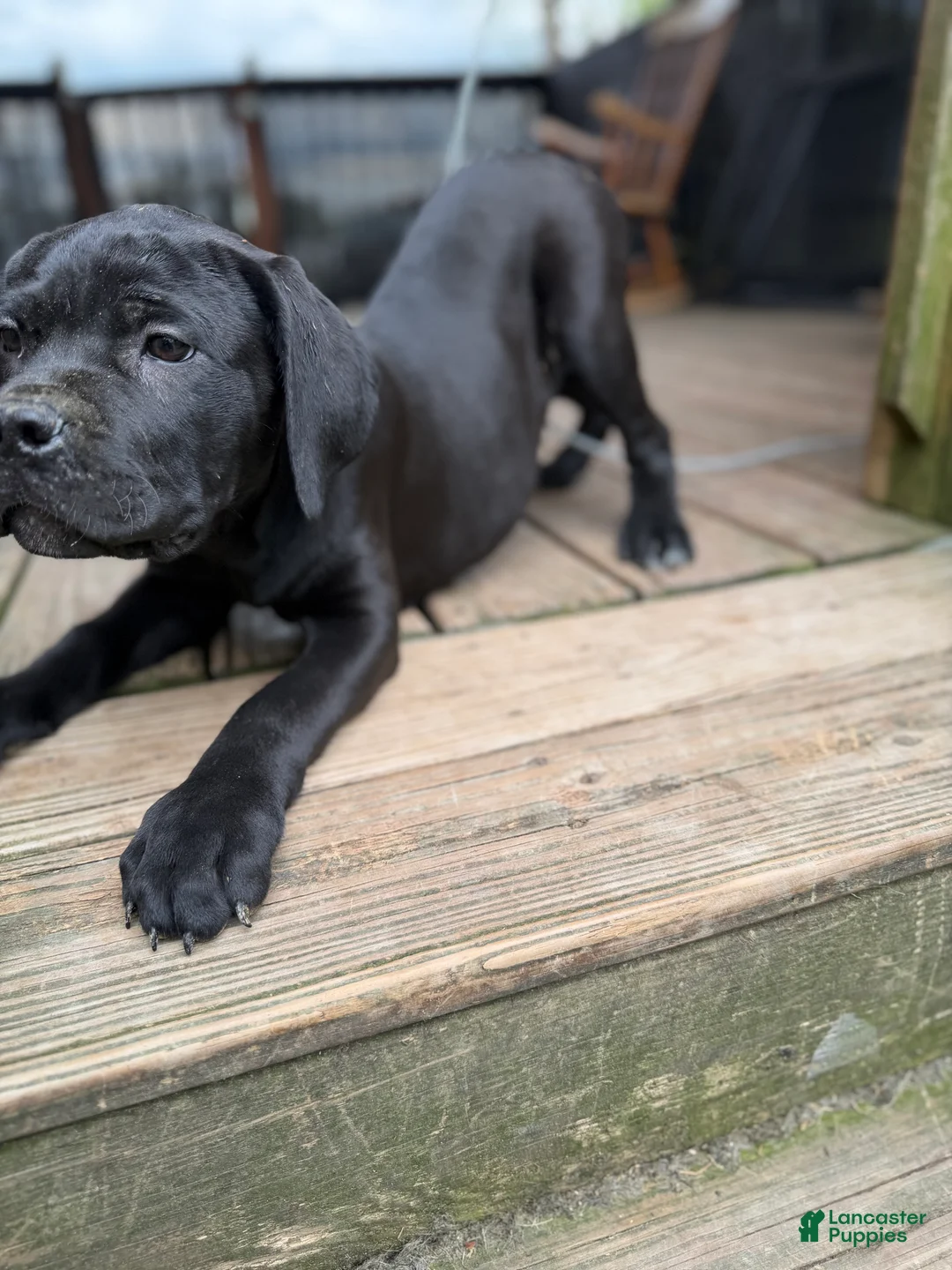 Cane Corso dogs for sale: BMO - Ad 2