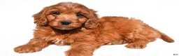 Cavapoo dogs for sale: Kevin - Ad 5