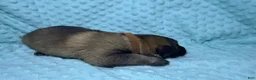 German Shepherd dogs for sale: Daisy - Ad 9