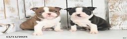 Boston Terrier dogs for sale: Winter - Ad 5
