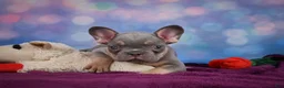 French Bulldog dogs for sale: Diesel - Ad 3