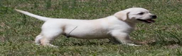 Labrador Retriever dogs for sale: Korbin - Ad 8