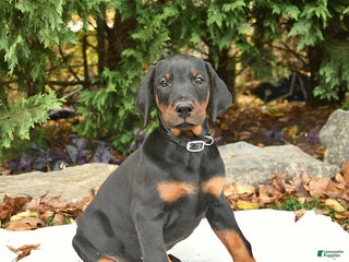 Doberman Pinscher dogs - Ad 18