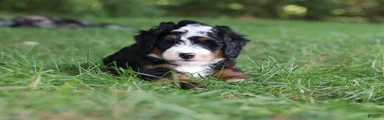 Charlie