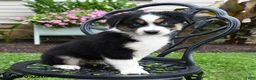 Miniature Australian Shepherd dogs for sale: Hudson - Ad 3
