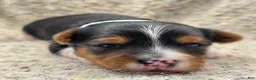 Yorkshire Terrier dogs for sale: Sunny - Ad 6