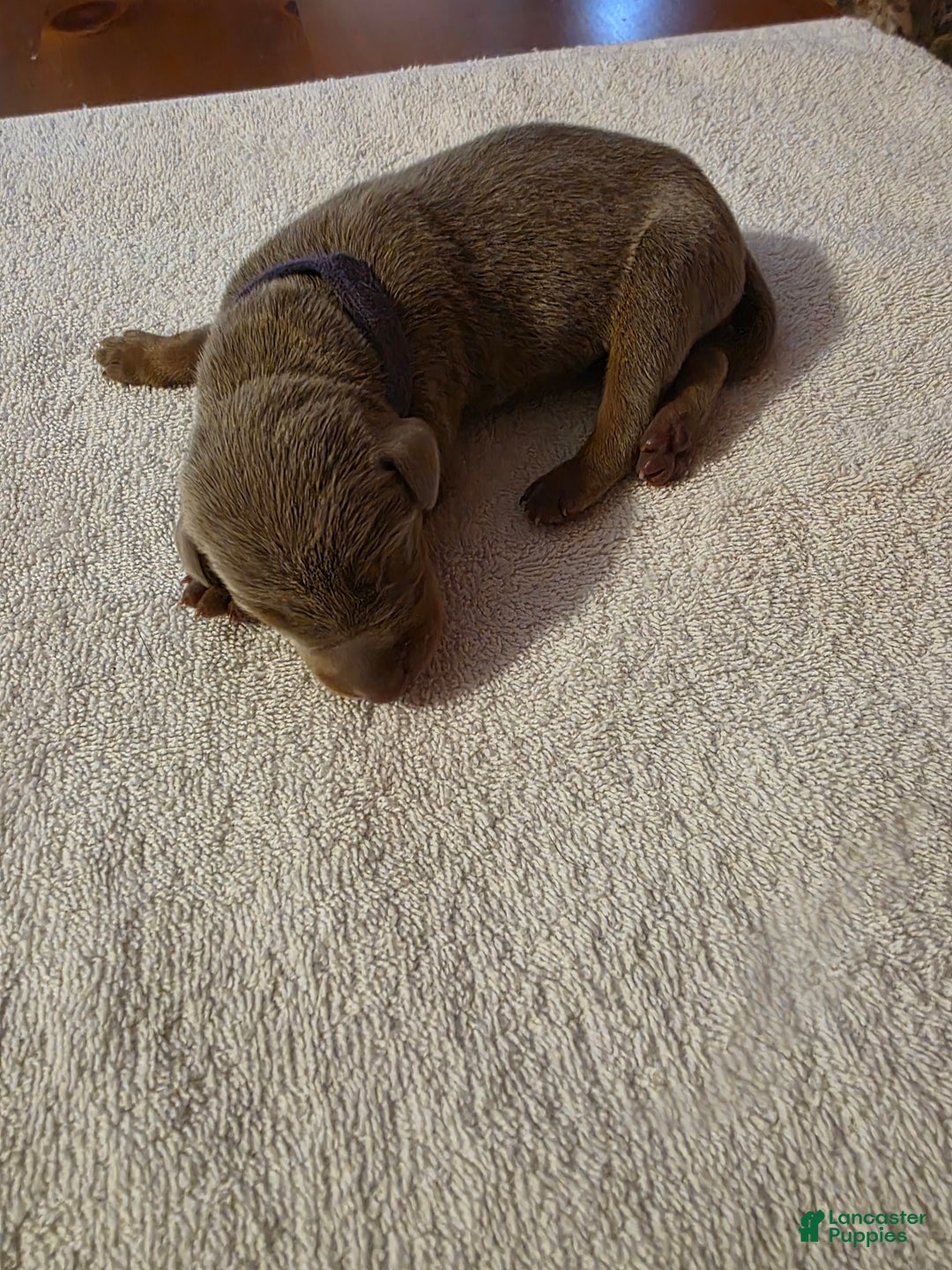 Doberman Pinscher dogs for sale: Doberman Pinscher Puppy 4 - Ad 2