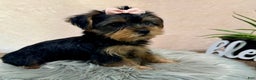 Yorkshire Terrier dogs for sale: Hallie - Ad 17