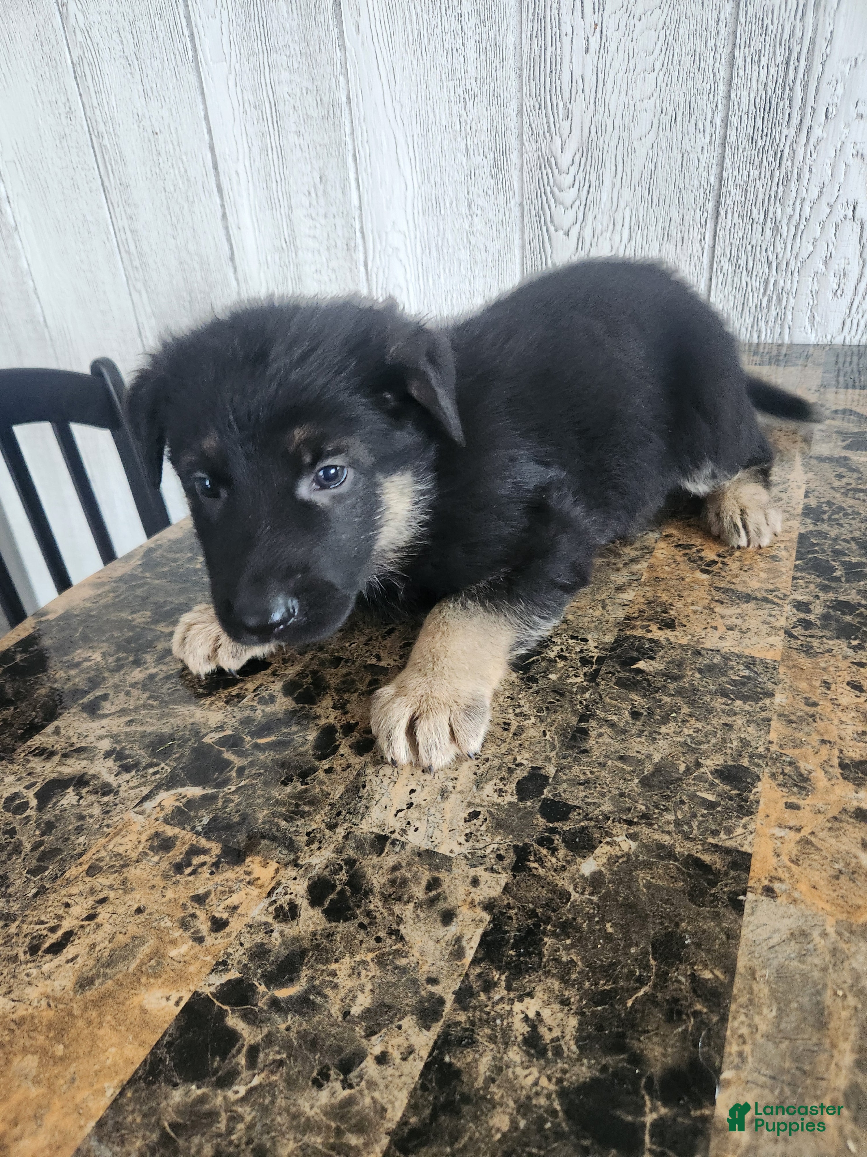 German Shepherd dogs Cocoa - Ad 1