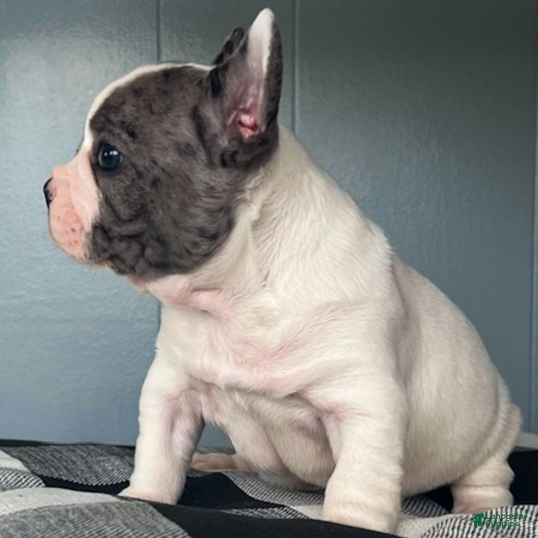 French Bulldog dogs for sale: Omar - Ad 11