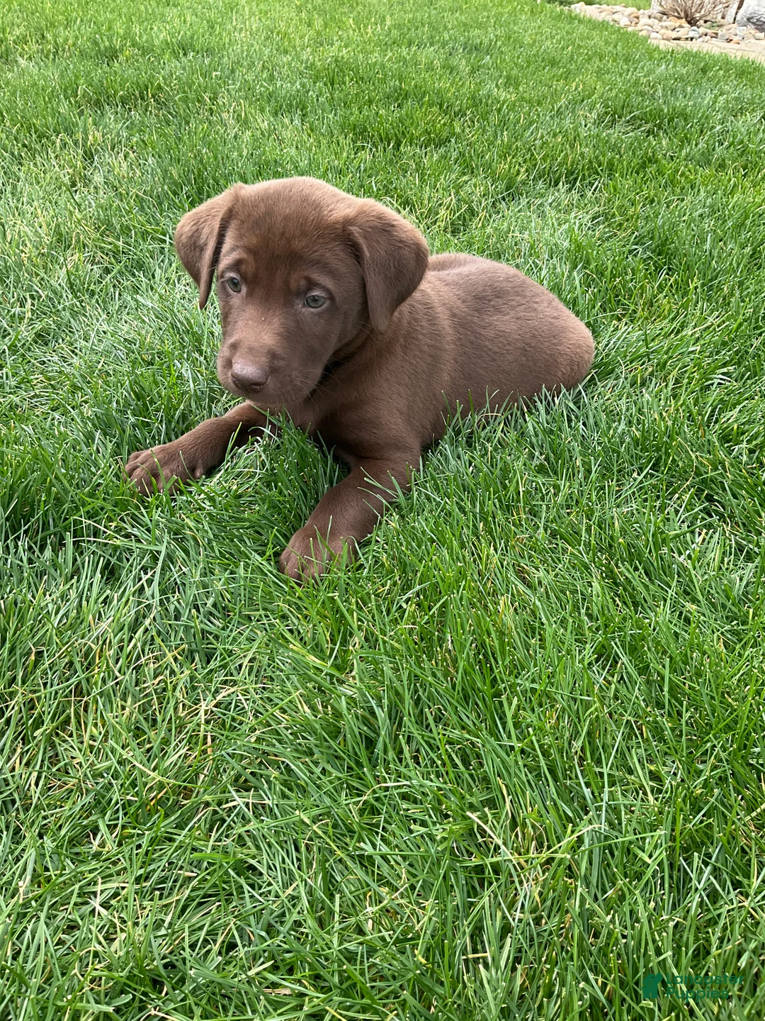 Labrador Retriever dogs for sale: Charlie - Ad 2