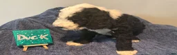 Mixed Breed dogs for sale: Duck - Ad 2