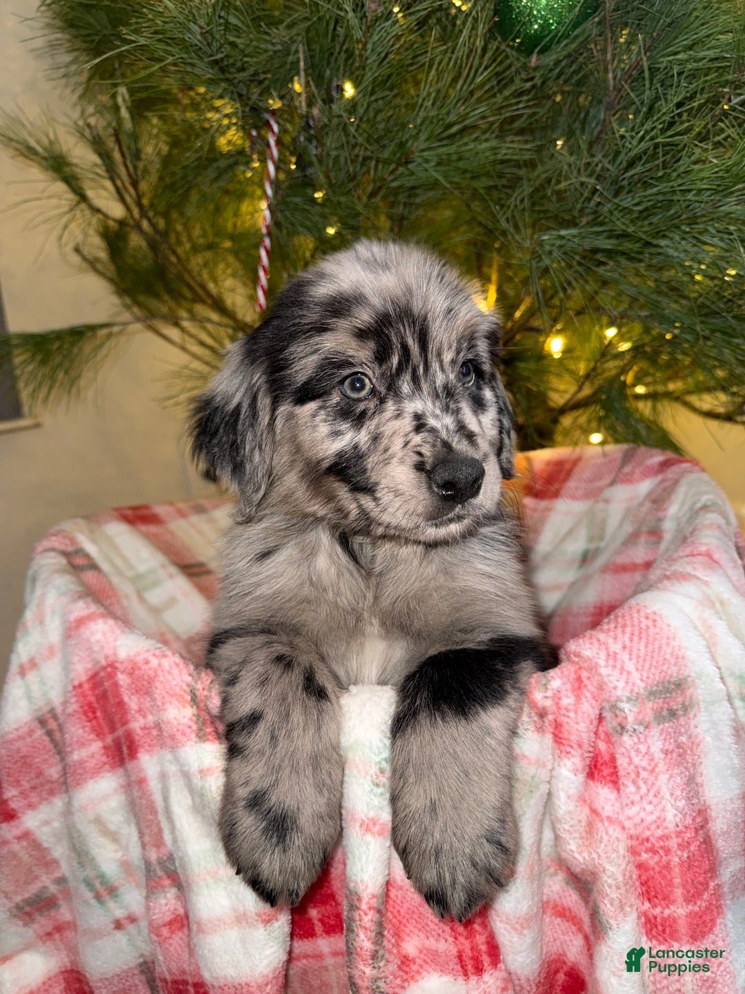 Mixed Breed dogs for sale: Brownie - Ad 2