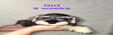 Miniature Schnauzer 6