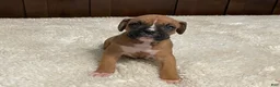 Boxer dogs for sale: Rocky - Ad 19