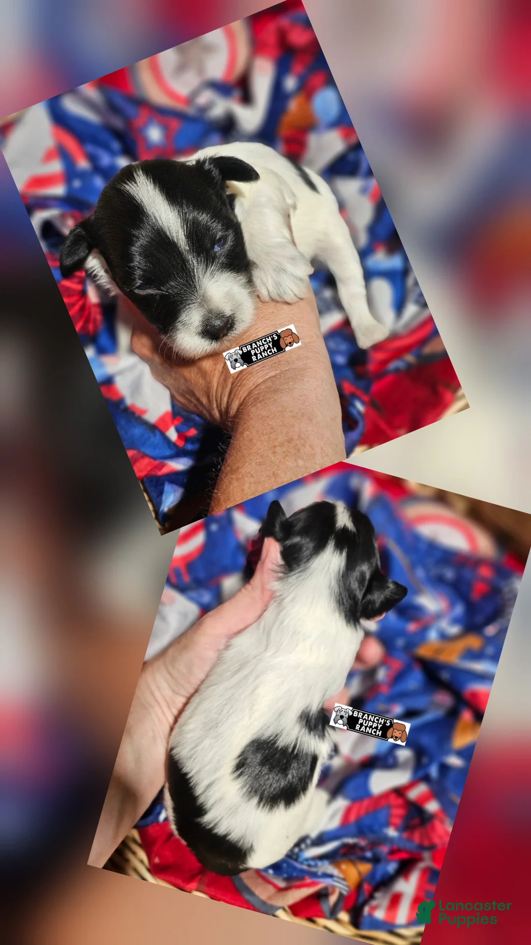 Miniature Schnauzer dogs for sale: Miniature Schnauzer 1 - Ad 1
